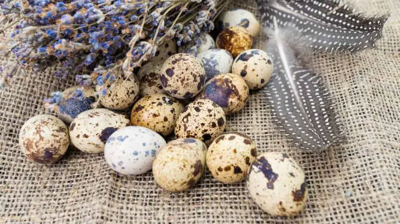 quail-eggs-vs-chicken-eggs